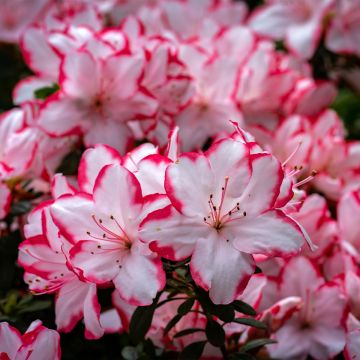 Azalée du Japon Sachsenstern - Rhododendron hybride