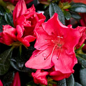 Azalée du Japon Vuyk's Rosyred - Rhododendron hybride.