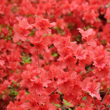 Azalée japonaise Orange Beauty - Rhododendron hybride