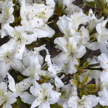 Azalée japonaise Schneeglanz - Rhododendron hybride