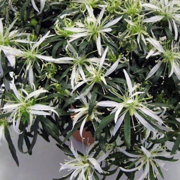 Azalée japonaise Star Style White - Azalea japonica