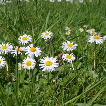 Pâquerette Bellastar Compact White - Bellis Perennis