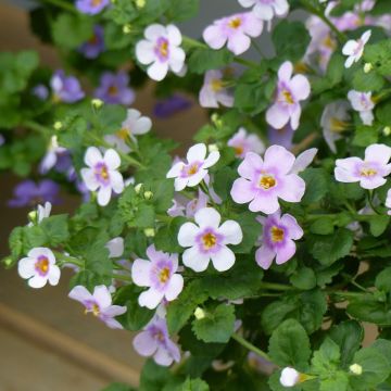 Bacopa Gulliver Pink Heart imp. - Sutera cordata