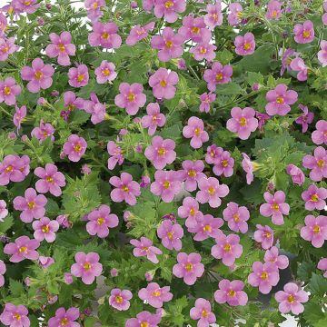 Bacopa Gulliver Dynamic White  - Sutera cordata