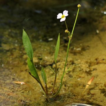 Baldellia ranunculoides - Alisma ou Plantain d'eau fausse-renoncule 