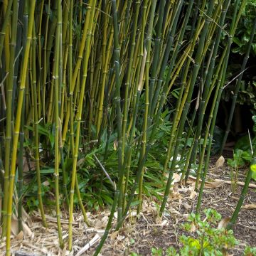 Bambou - Phyllostachys bissetii