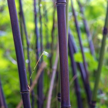 Bambou noir - Phyllostachys nigra en pot de 7,5L