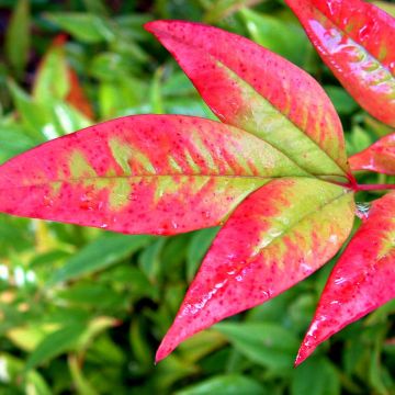 Bambou sacré - Nandina domestica Moon Bay