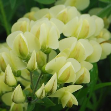 Baptisia bracteata - Faux Lupin