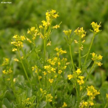 Barbarea verna - Cresson de terre ou de jardin, barbarée printanière