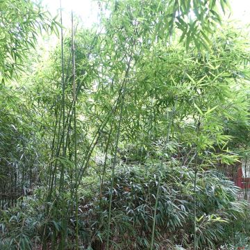 Bashania fargesii - Bambou argenté