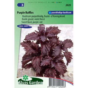 Basilic Purple Ruffles pourpre