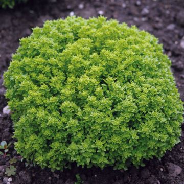 Basilic fin vert Bio - Ocimum basilicum 