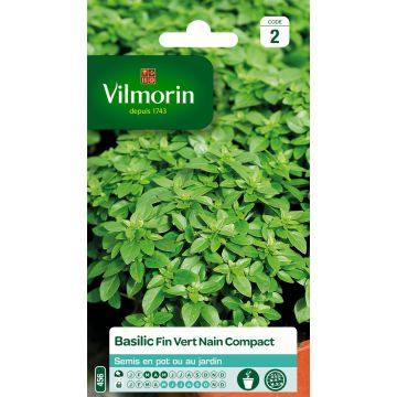 Basilic fin vert nain compact - Vilmorin