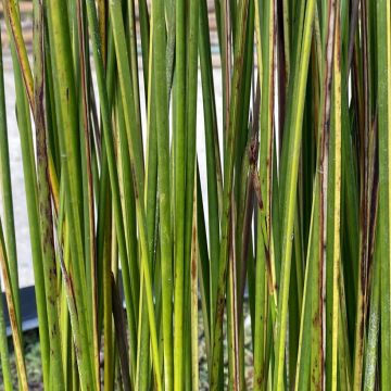 Juncus inflexus Blue Dart - Jonc glauque