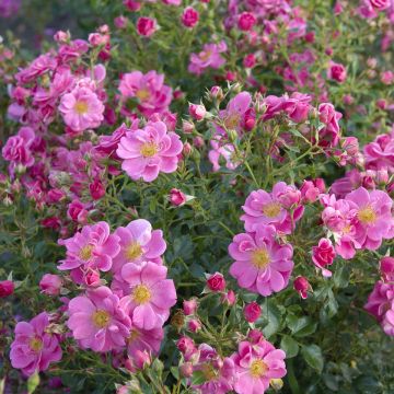 Rosier Bees Paradise Pink 