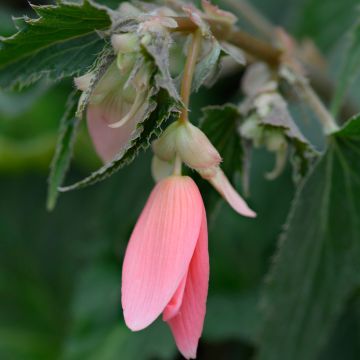 Begonia Bertinii 