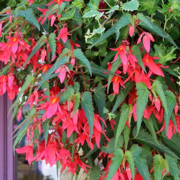 Begonia Bertinii 