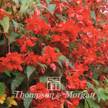 Graines de Bégonia retombant Illumination Scarlet F1 - Begonia x tuberhybrida pendula