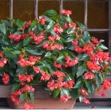 Bégonia Dragon Wing Red - Begonia semperflorens