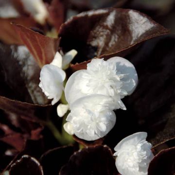 Bégonia Gumdrop Coco White 