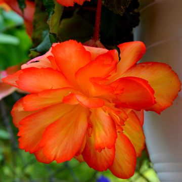 Bégonia de Bolivie, Begonia boliviensis : planter, cultiver, multiplier