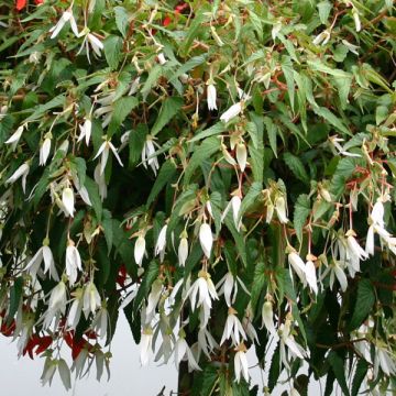 Bégonia retombant Summerwings White