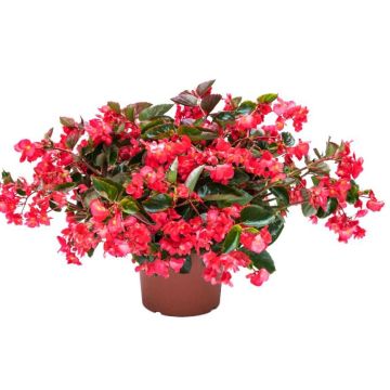 Begonia Viking Trailing Pink 