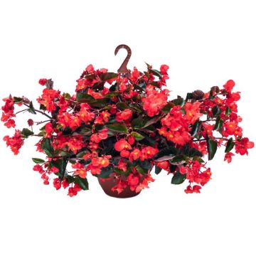 Begonia Viking Trailing Red 