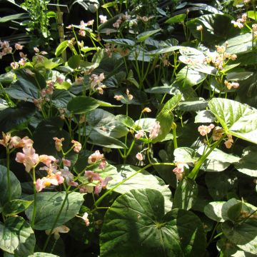 Begonia ravenii
