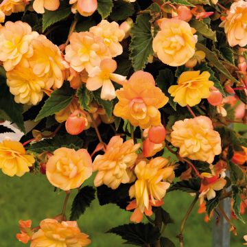 Bégonia retombant Illumination®  tons abricot - Begonia pendula x tuberhybrida