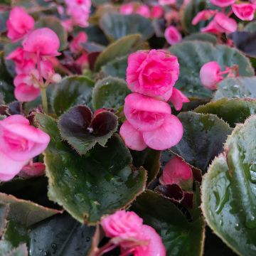 Bégonia Doublet Rose - Begonia semperflorens