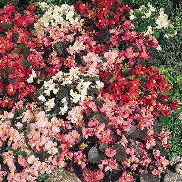 Begonia semperflorens Organdy en mélange