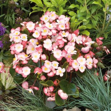 Bégonia semperflorens Maxima Rose Bicolor