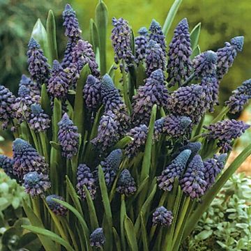 Bellevalia pycnantha - Muscari paradoxum