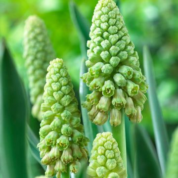 Bellevalia pycnantha Green Pearl - Muscari paradoxum