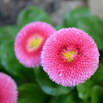 Bellis perennis Roze - Pâquerette rose