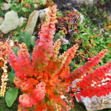 Berberis (x) thunbergii Orange Ice - Epine-vinette