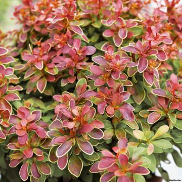 Berberis thunbergii Admiration® - Epine-vinette