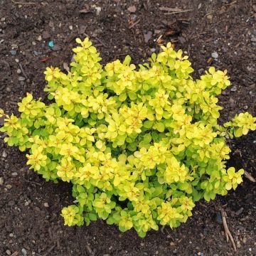 Berberis thunbergii Bonanza Gold - Épine-vinette de Thunberg 