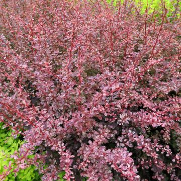 Berberis thunbergii Golden Rocket - Epine-vinette 