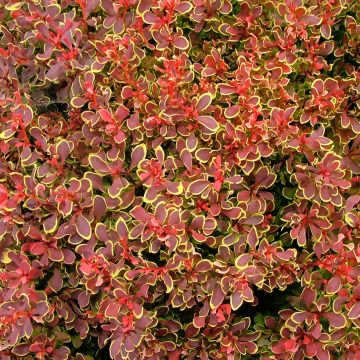 Berberis thunbergii Admiration® - Epine-vinette