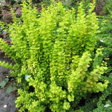 Berberis thunbergii Golden Rocket - Epine-vinette 