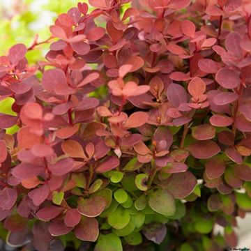 Berberis thunbergii Orange Rocket - Epine-vinette