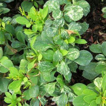 Berberis thunbergii Golden Rocket - Epine-vinette 