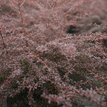 Berberis thunbergii Red Dream ® - Epine-vinette