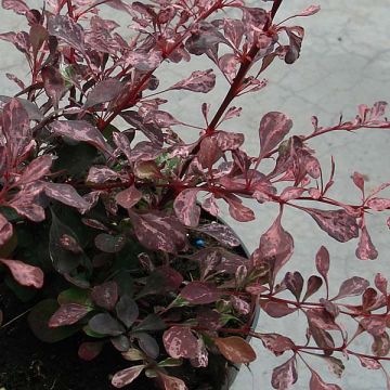 Berberis Thunbergii Rosy Glow