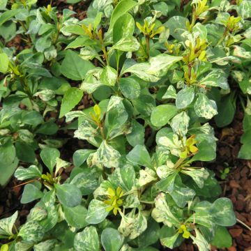 Berberis thunbergii Golden Rocket - Epine-vinette 