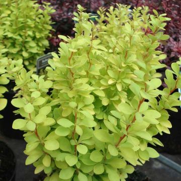 Berberis Thunbergii Thiny Gold