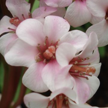 Bergenia Hybride Baby Doll - Plante des savetiers